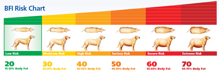 BFI Risk Chart - Canine