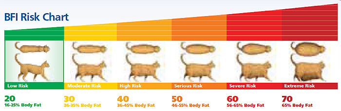 BFI Risk Chart - Feline