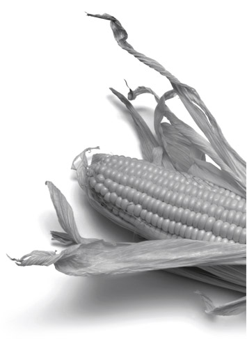 corn-myths