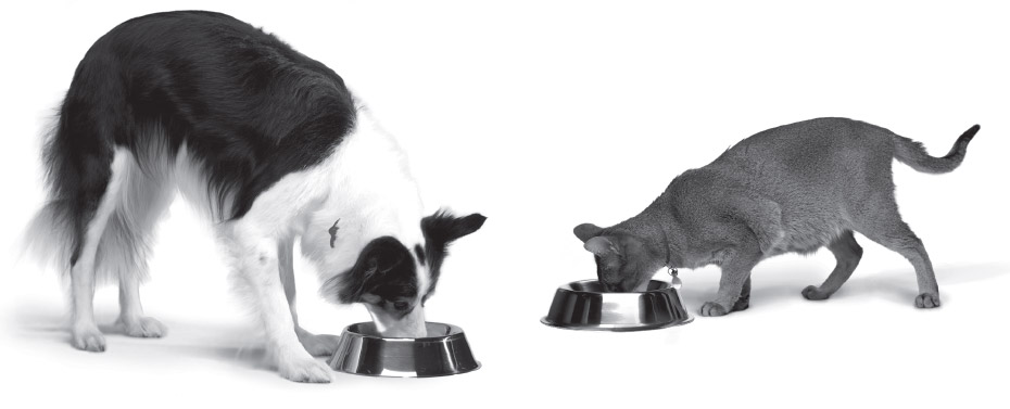 Dog and Cat Eating Food