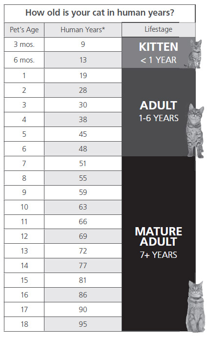 How Old is your Cat in human years?
