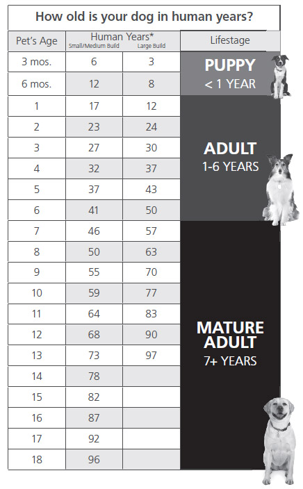 How Old is your Dog in human years?