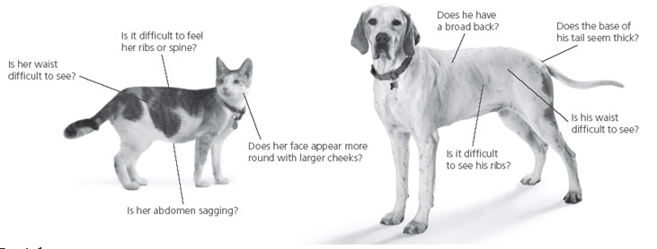 Ideal Body Condition Dog & Cats
