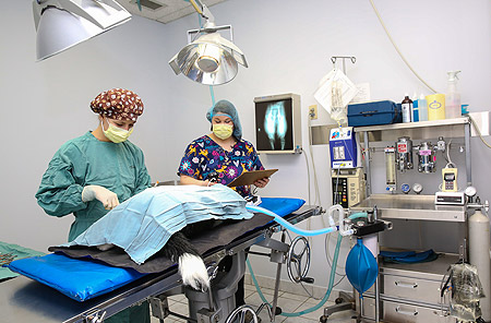 Surgical Procedures - Tenth Street Animal Hospital